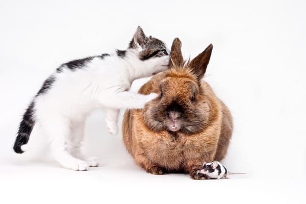 Garde de NAC à Toulouse : lapin, cochon d&rsquo;Inde, reptile – ce qui change vraiment vs chien et chat !